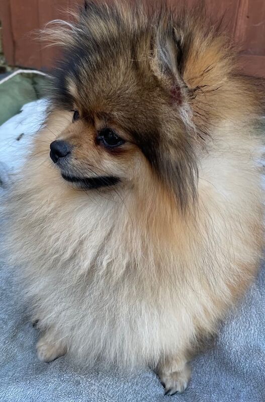 Pomeranian puppies for sale in Swanley, Kent – 5 months old - Image 2 of 3