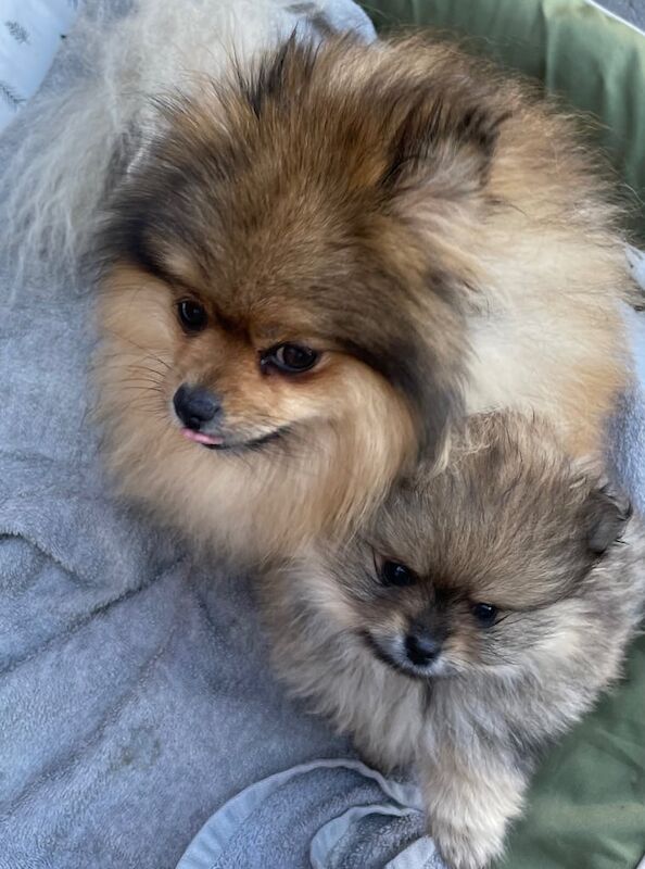 Pomeranian puppy for sale in Swanley, Kent - Image 3