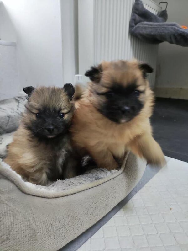 Pomeranian Puppy for sale in Irvine, Ayrshire and Arran