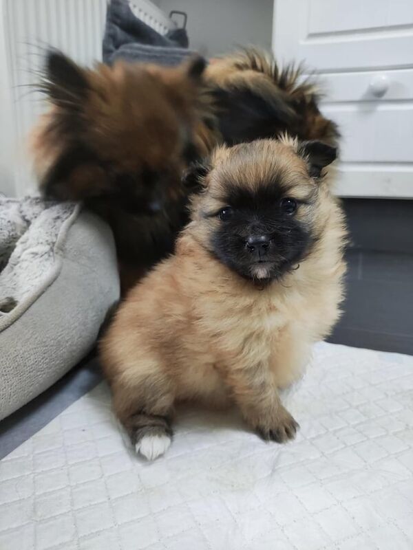 Pomeranian Puppy for sale in Irvine, Ayrshire and Arran | Image 2