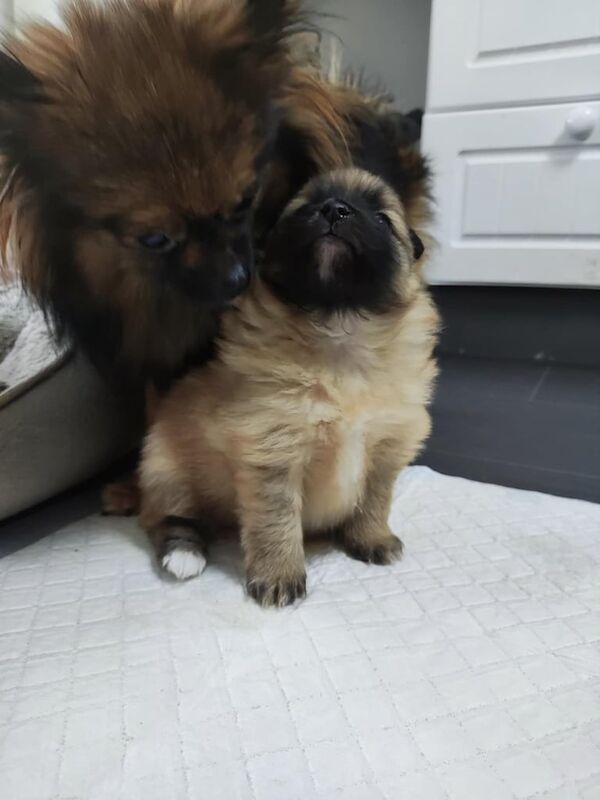 Pomeranian Puppy for sale in Irvine, Ayrshire and Arran | Image 3