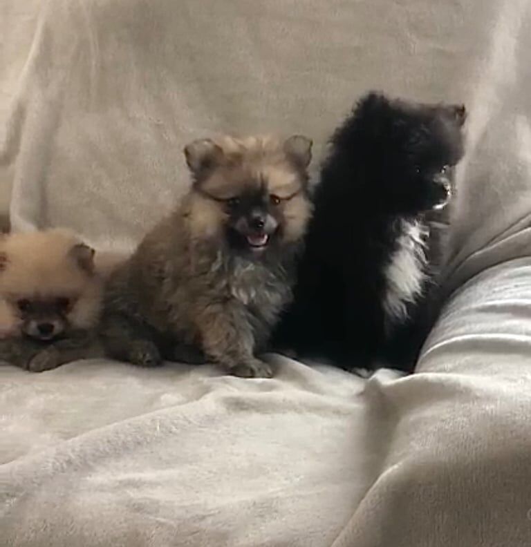 Pomeranian Puppy for sale in Brentwood, Essex