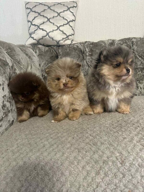 pomeranian puppy for sale in Newcastle upon Tyne, Tyne and Wear