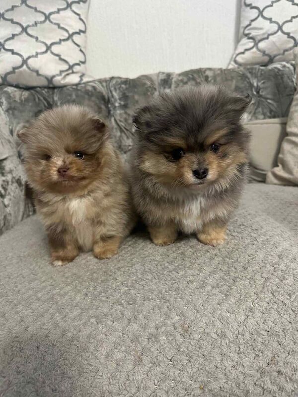 pomeranian puppy for sale in Newcastle upon Tyne, Tyne and Wear | Image 2