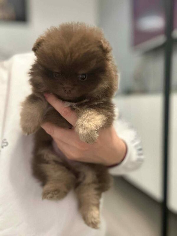 pomeranian puppy for sale in Newcastle upon Tyne, Tyne and Wear | Image 3