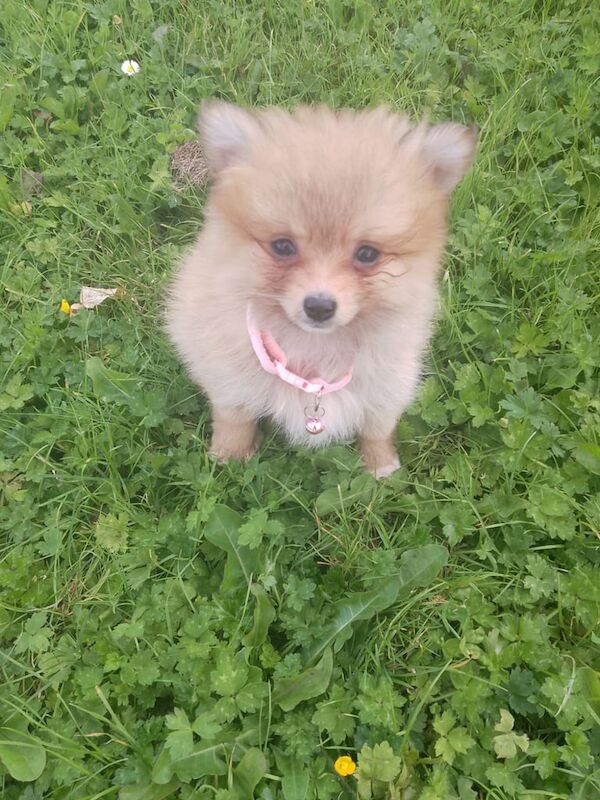Pomeranian puppies for sale in Belfast, County Antrim – 10 weeks old