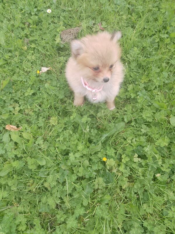 Pomeranian puppies for sale in Belfast, County Antrim – 10 weeks old - Image 2 of 3