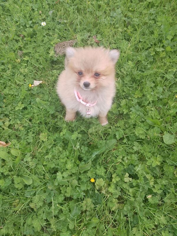Pomeranian puppies for sale in Belfast, County Antrim – 10 weeks old - Image 3 of 3