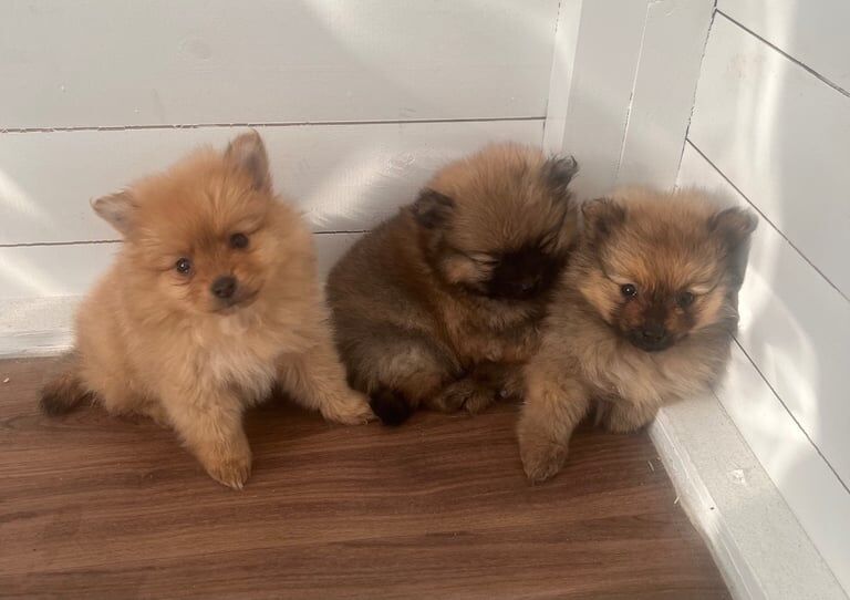 Pomeranian puppies for sale in Romford, Greater London – 8 weeks old