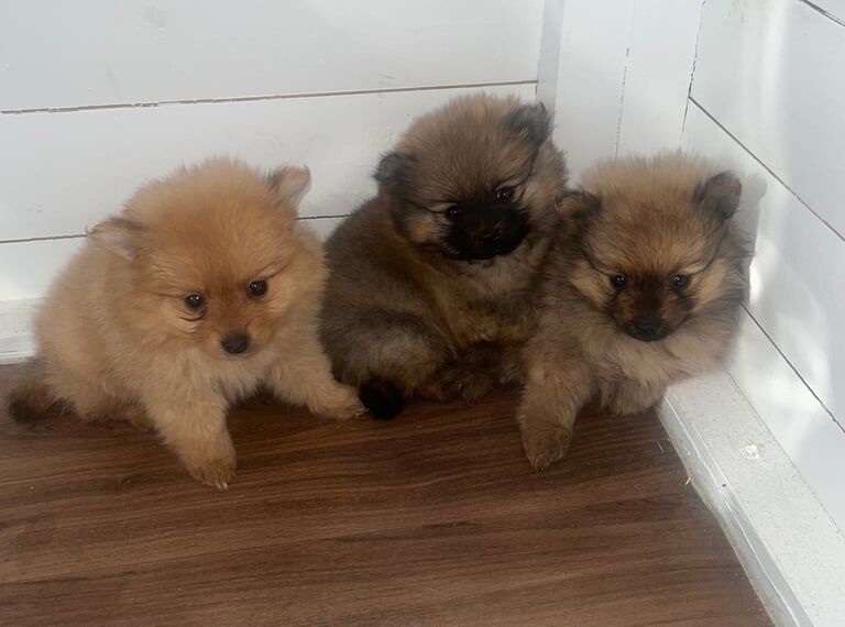 Pomeranian puppies for sale in Romford, Greater London – 8 weeks old - Image 2 of 3