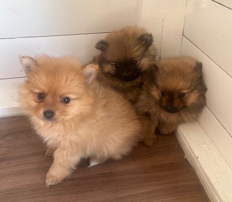 Pomeranian puppies for sale in Romford, Greater London – 8 weeks old - Image 3 of 3