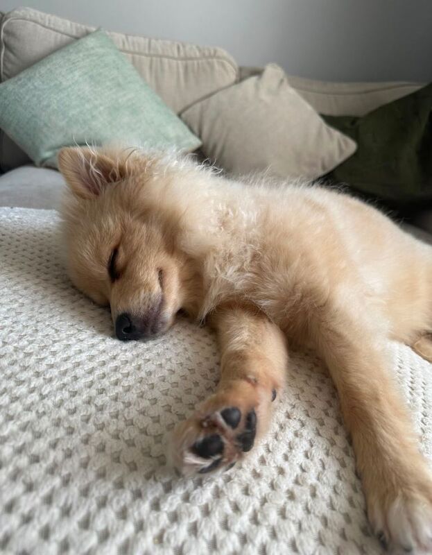 Pomeranian Puppy 5 months old - Image 2 of 4