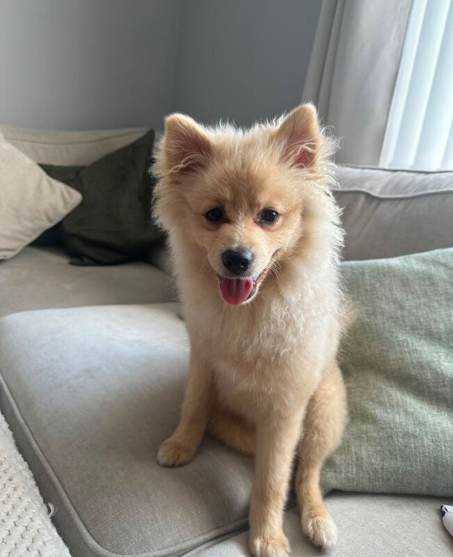 Pomeranian Puppy 5 months old - Image 3 of 4