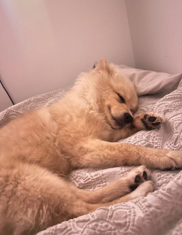 Pomeranian Puppy 5 months old - Image 4 of 4
