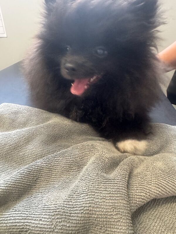 Pomeranian puppies for sale in Coventry, West Midlands – 3 months old