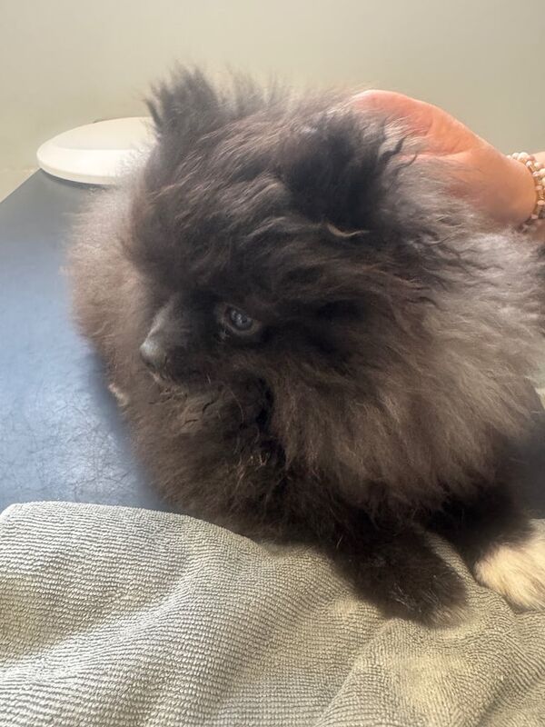 Pomeranian puppies for sale in Coventry, West Midlands – 3 months old - Image 2 of 3