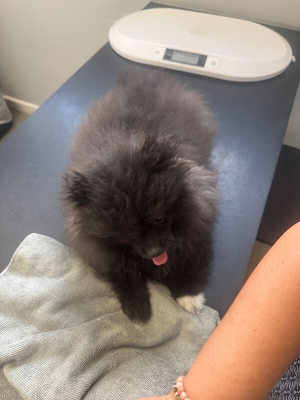 Pomeranian puppies for sale in Coventry, West Midlands – 3 months old - Image 3 of 3
