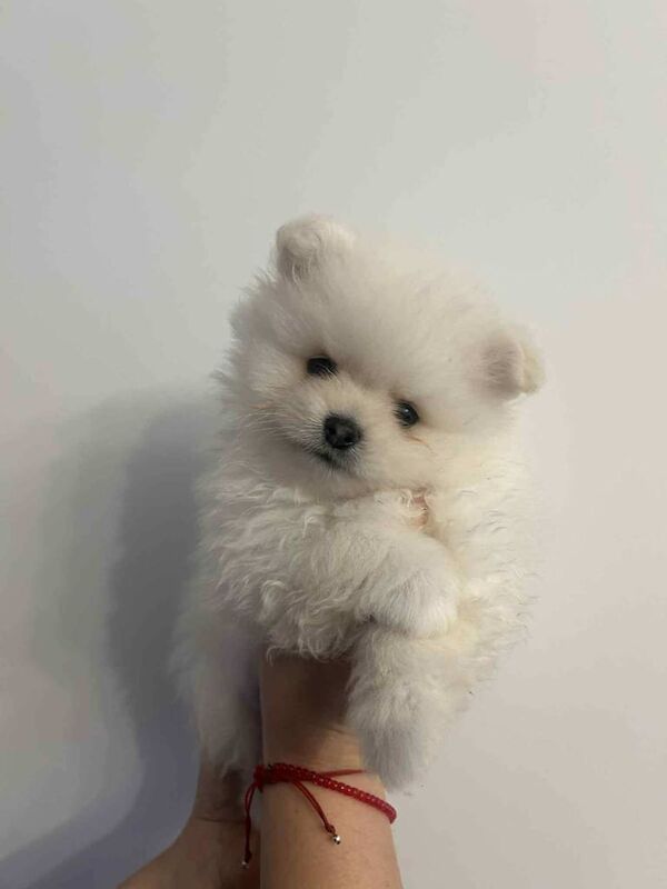 Pomeranian puppies for sale in Livingston, West Lothian – 7 weeks old
