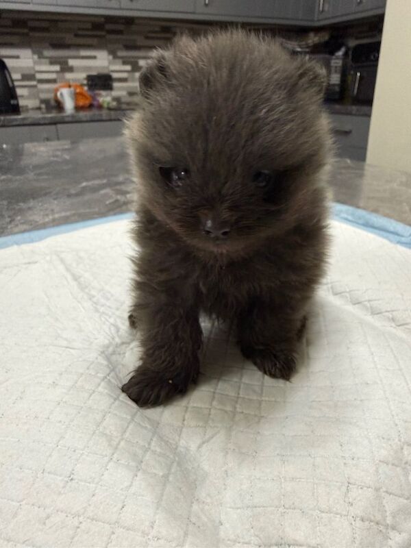 Pomeranian puppies for sale in Hindley, Greater Manchester – 5 weeks old