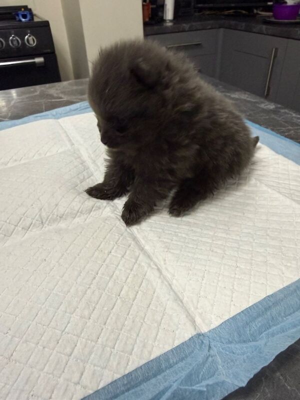 Pomeranian puppy - Image 2 of 3