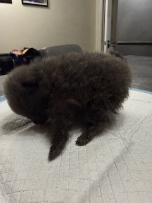Pomeranian puppy - Image 3 of 3
