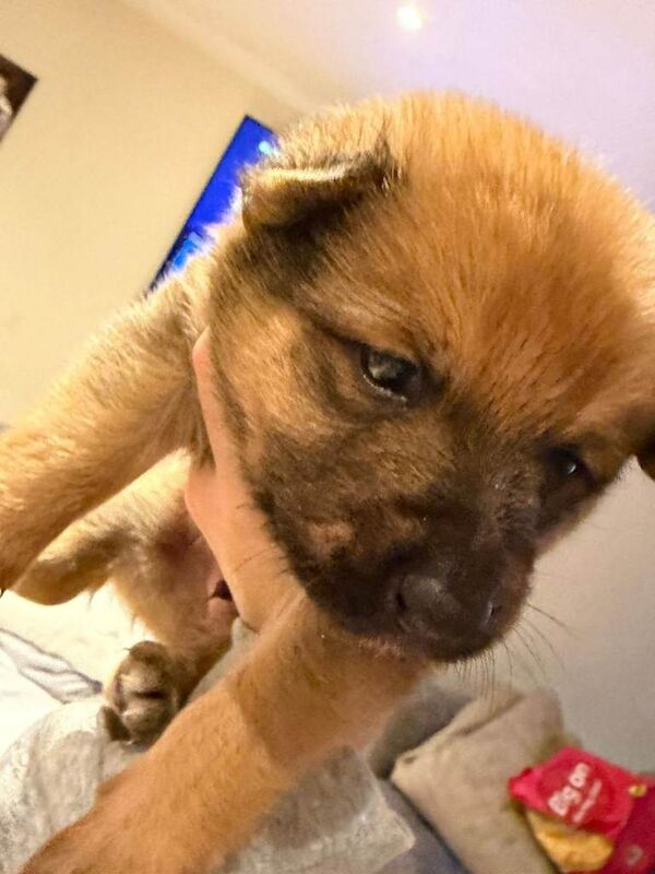 Pomeranian puppies for sale in Hammersmith, Greater London – 8 weeks old