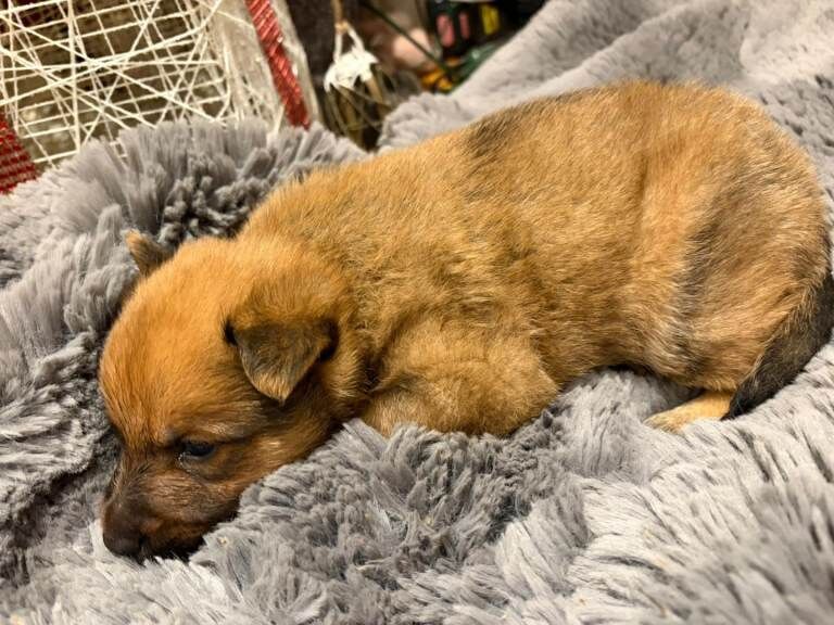 Pomeranian puppies for sale in Hammersmith, Greater London – 8 weeks old - Image 2 of 3