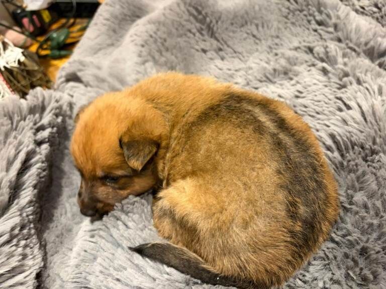 Pomeranian puppies for sale in Hammersmith, Greater London – 8 weeks old - Image 3 of 3