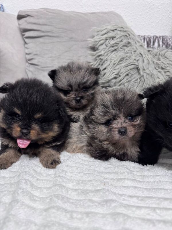 Pomeranian puppies for sale in Coventry, West Midlands – 9 weeks old