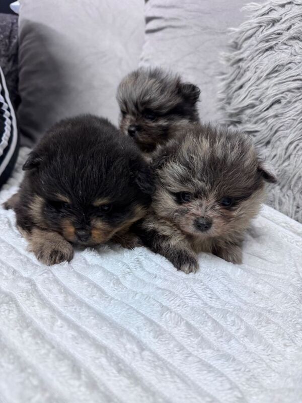 Pomeranian puppies for sale in Coventry, West Midlands – 9 weeks old - Image 2 of 5