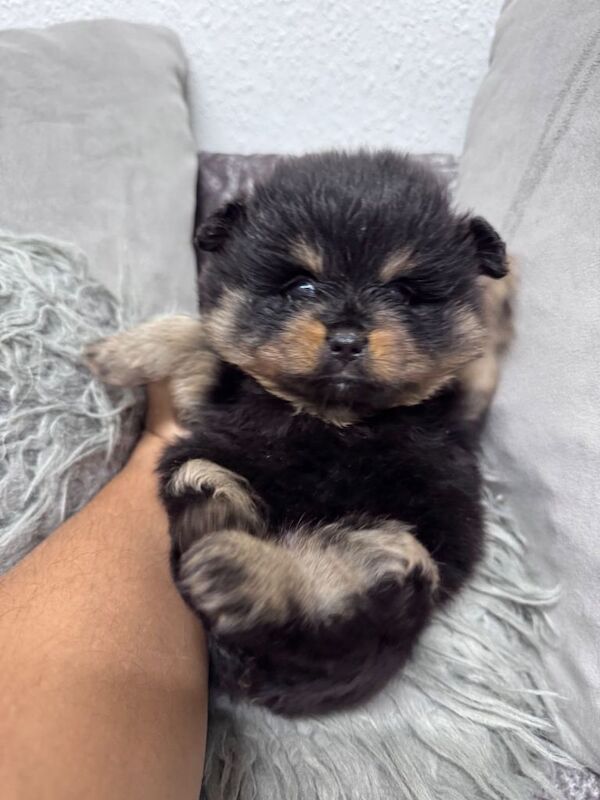 Pomeranian puppies for sale in Coventry, West Midlands – 9 weeks old - Image 3 of 5