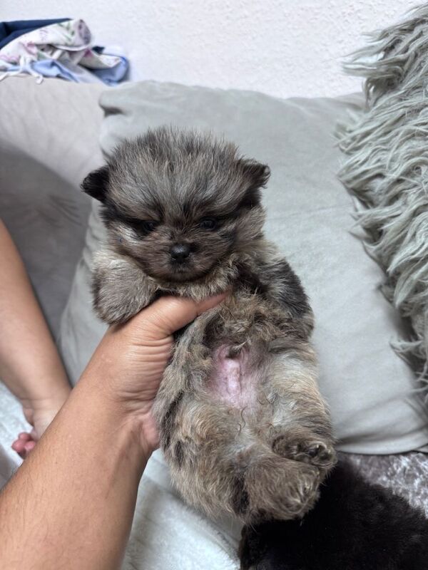 Pomeranian puppies for sale in Coventry, West Midlands – 9 weeks old - Image 4 of 5