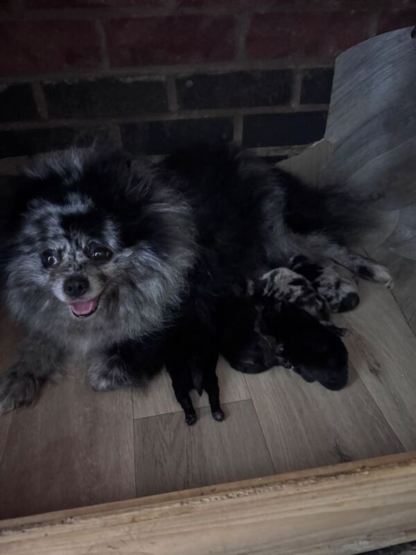 Pomeranian puppies for sale in Coventry, West Midlands – 9 weeks old - Image 5 of 5