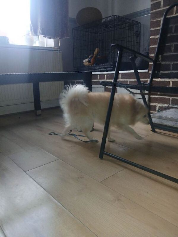 Pomeranian Puppies For Sale Under £1,000