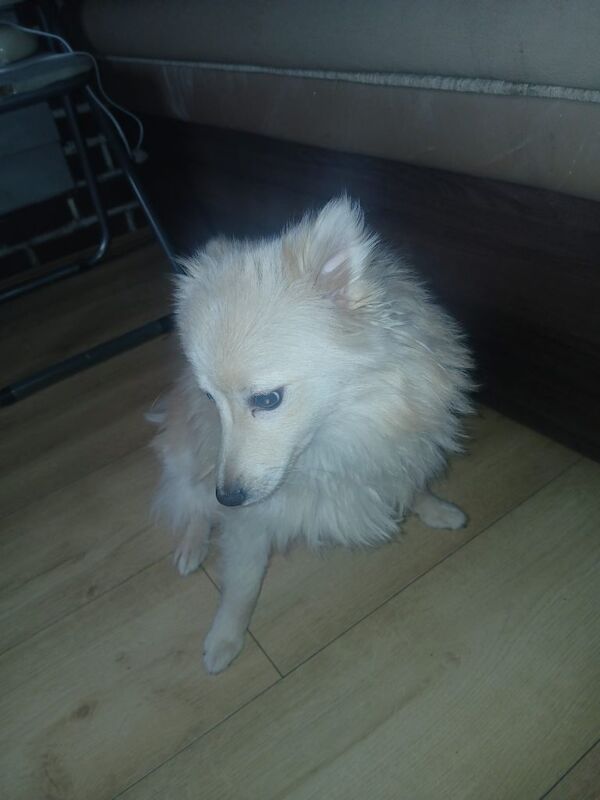 Pomeranian puppies for sale in Oldham, Manchester – 8 months old - Image 2 of 4