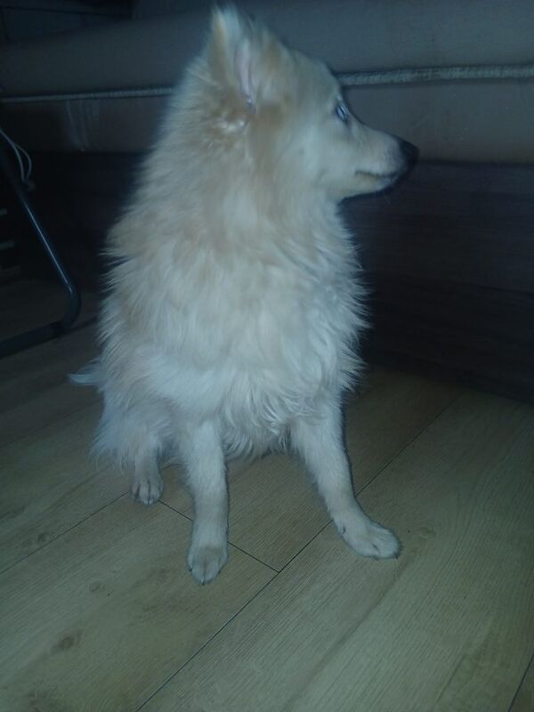 Pomeranian puppies for sale in Oldham, Manchester – 8 months old - Image 3 of 4