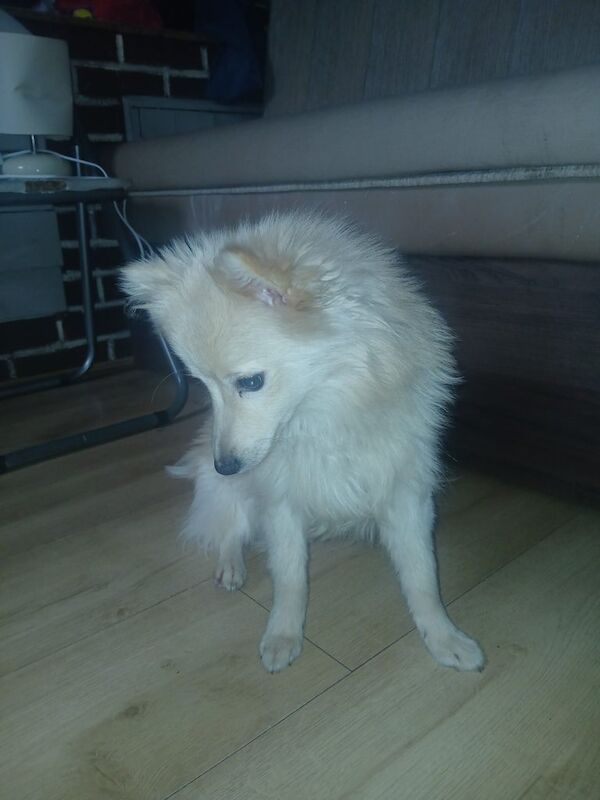 Pomeranian puppies for sale in Oldham, Manchester – 8 months old - Image 4 of 4