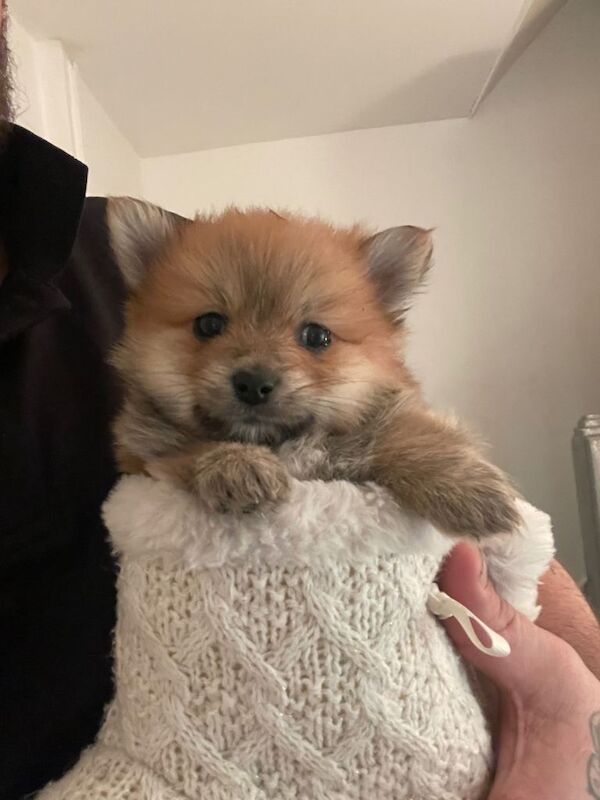 Pomeranian puppy - Image 2 of 6