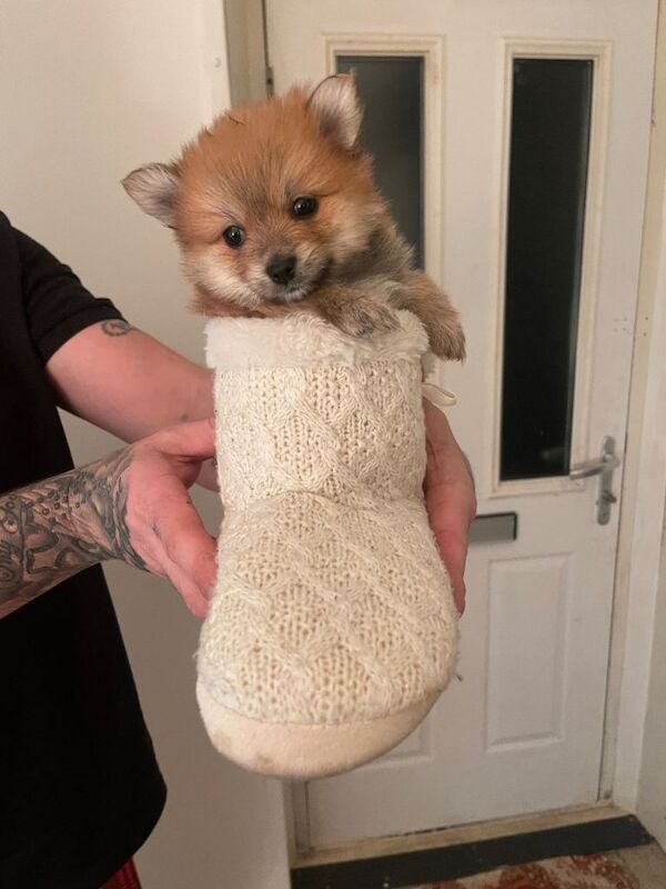 Pomeranian puppy - Image 3 of 6