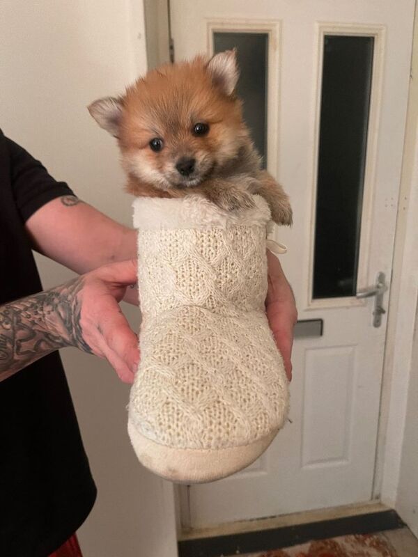 Pomeranian puppy - Image 4 of 6