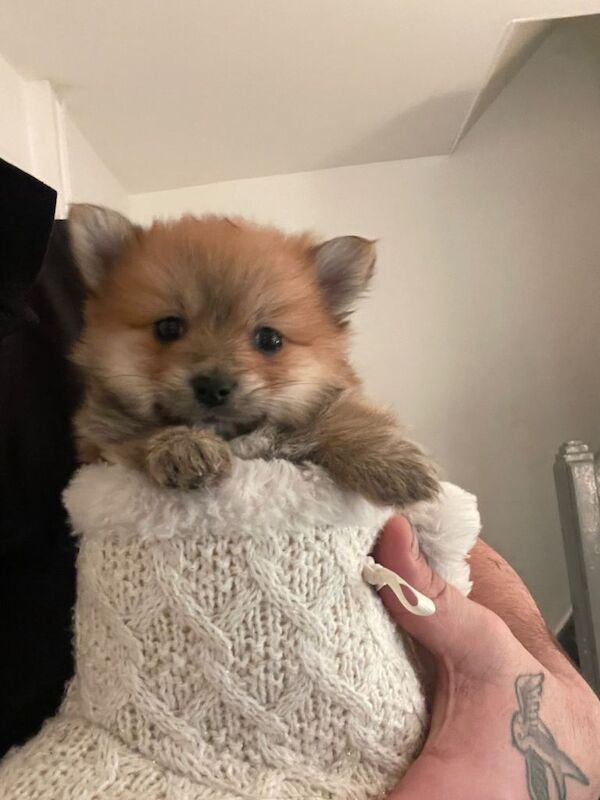 Pomeranian puppy - Image 5 of 6