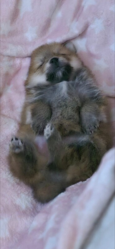 Pomeranian puppy - Image 6 of 6