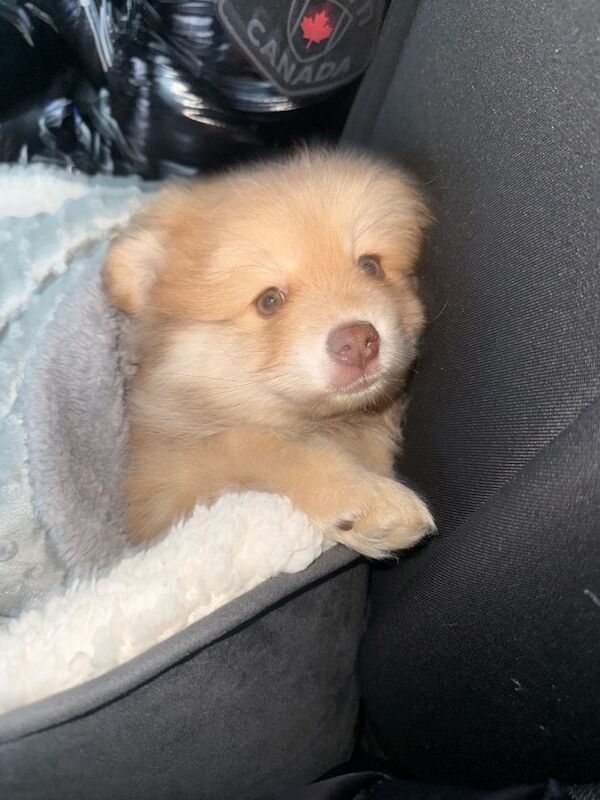 Pomeranian puppies for sale in Folkestone, Kent – 9 weeks old