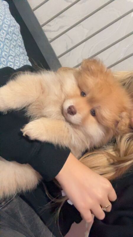 Pomeranian puppies for sale in Folkestone, Kent – 9 weeks old - Image 2 of 2
