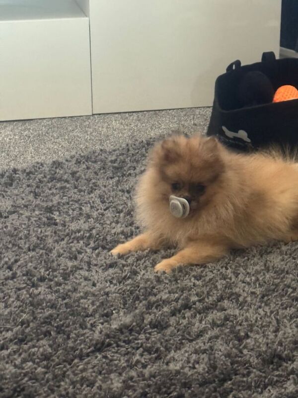 Pomeranian puppy - Image 2 of 4