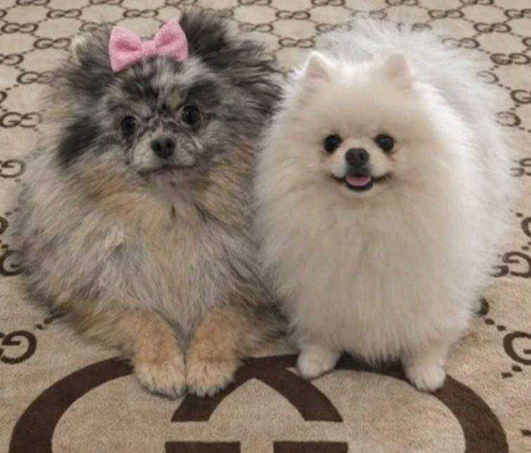 Pomeranian puppy - Image 4 of 4