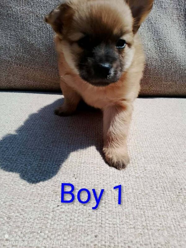 Pomeranian puppy - Image 2 of 6