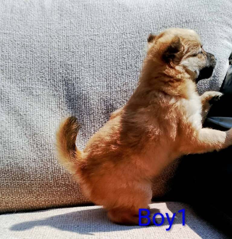 Pomeranian puppy - Image 3 of 6