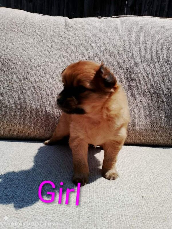 Pomeranian puppy - Image 4 of 6