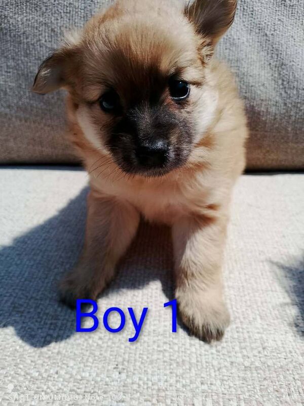 Pomeranian puppy - Image 5 of 6